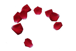 红玫瑰花瓣鲜花婚礼情人节浪漫芬芳png素材